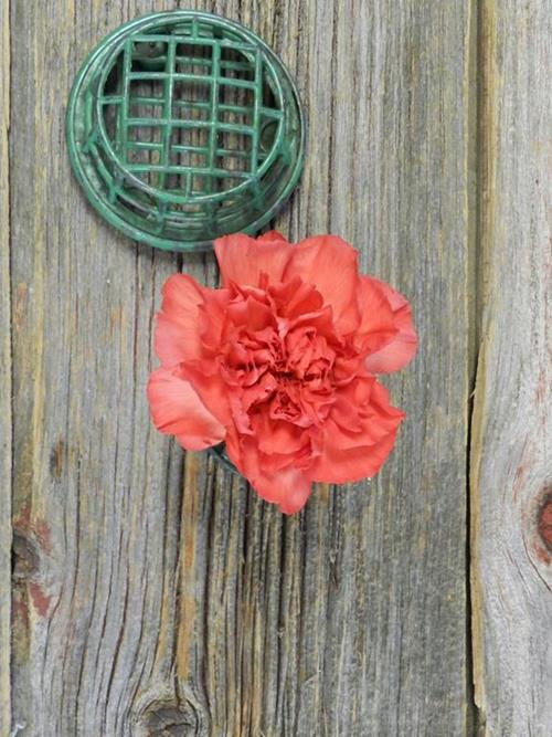 TANGELO CORAL CARNATIONS